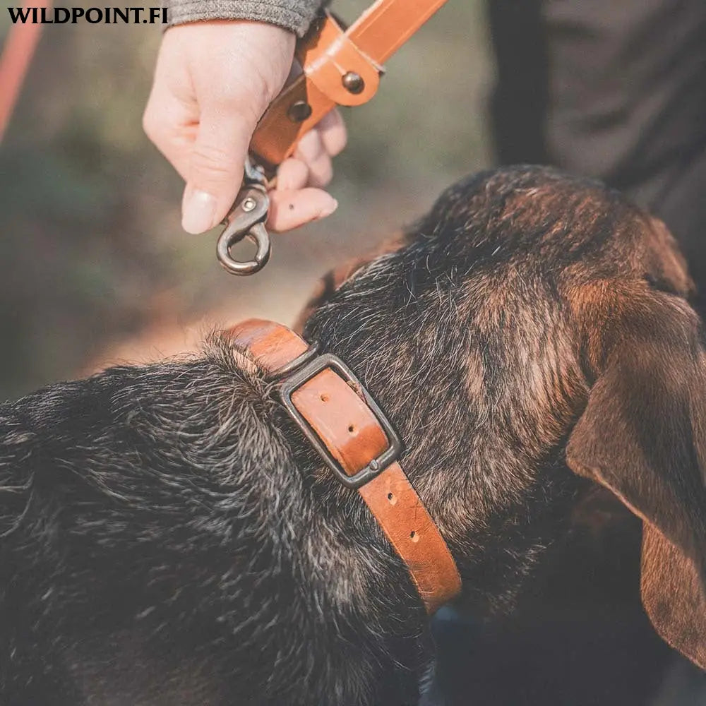 Roselli nahkainen koiranpanta - accessories