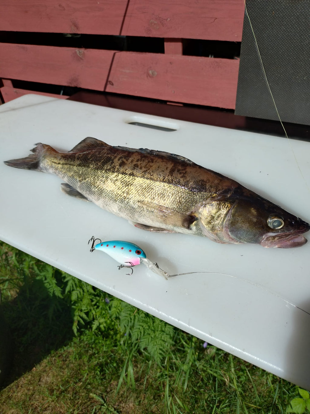 Wildpoint Ottipoika 7cm, 14g