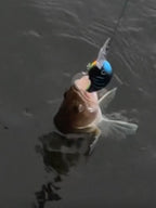 Wildpoint Matt Black 7cm