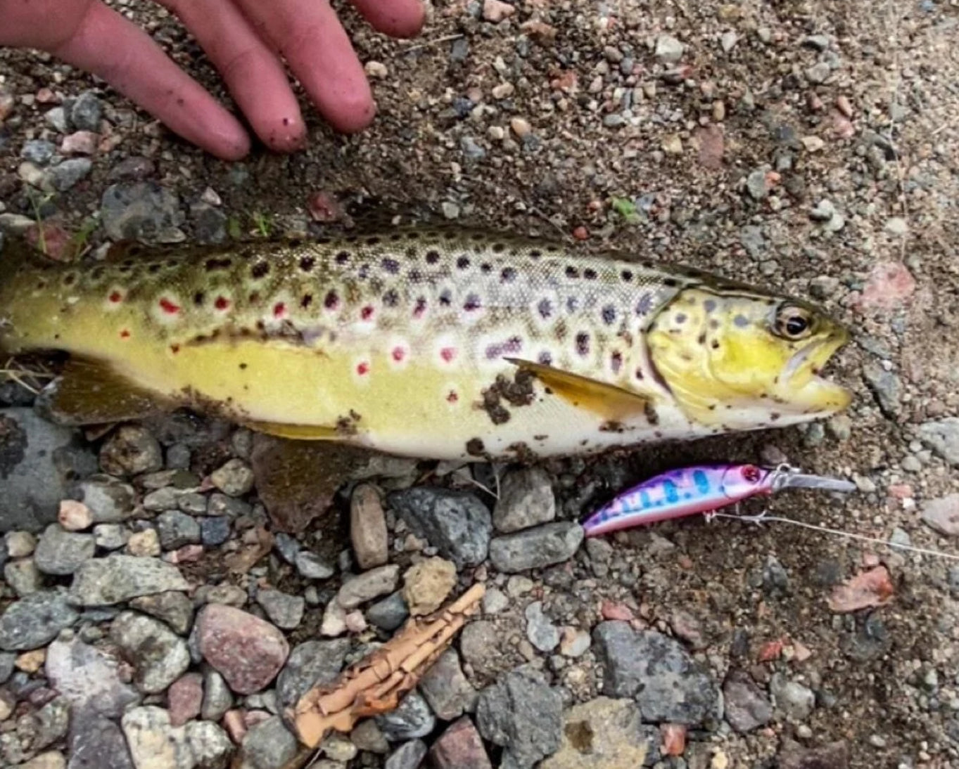 Wildpoint Lilla 7cm, 6g