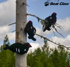 Bear Claw houkutinteeri