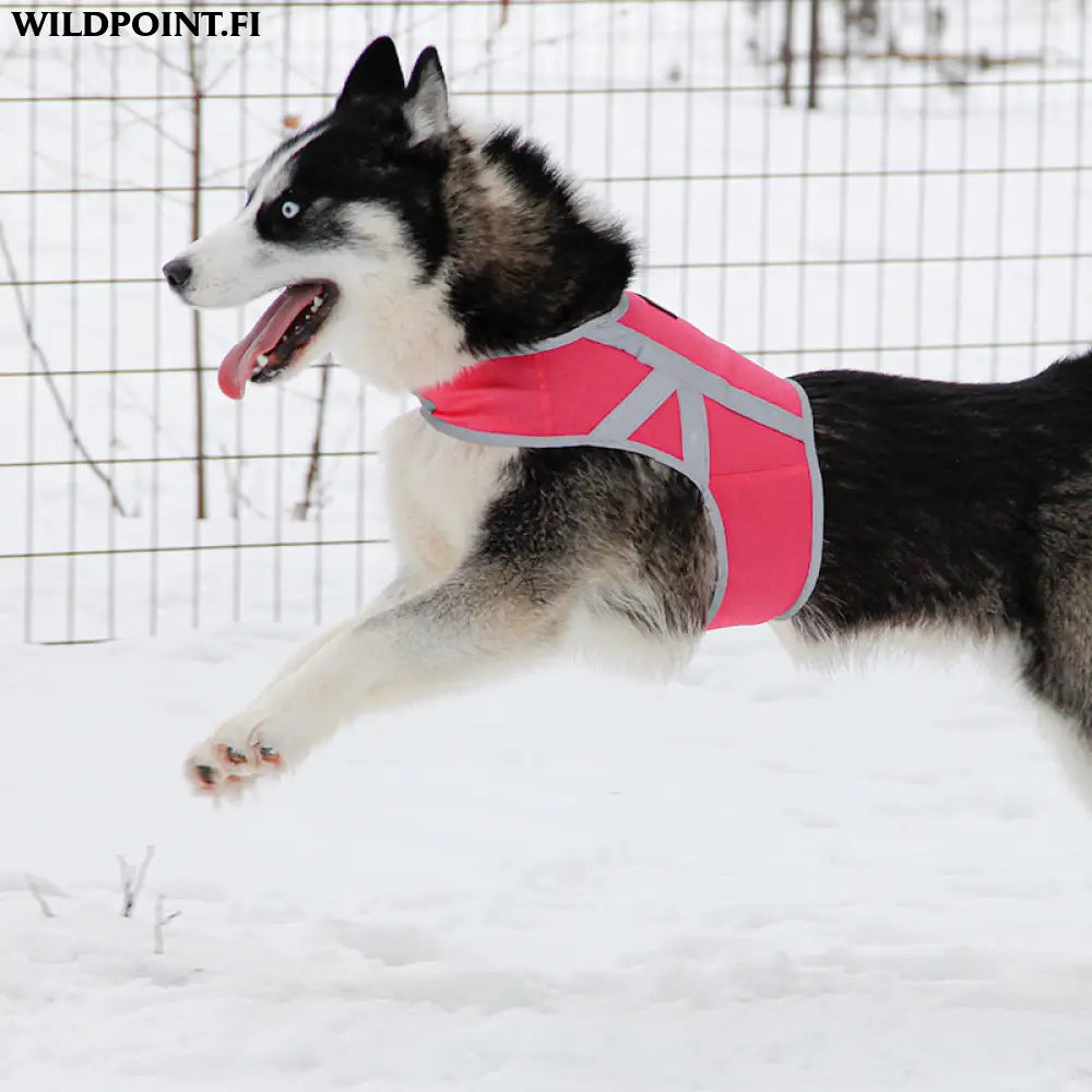 Kivalo koiran heijastinliivi kaamos