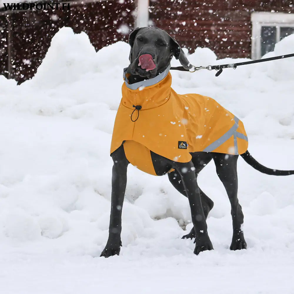 Kivalo koiran sadetakki niva