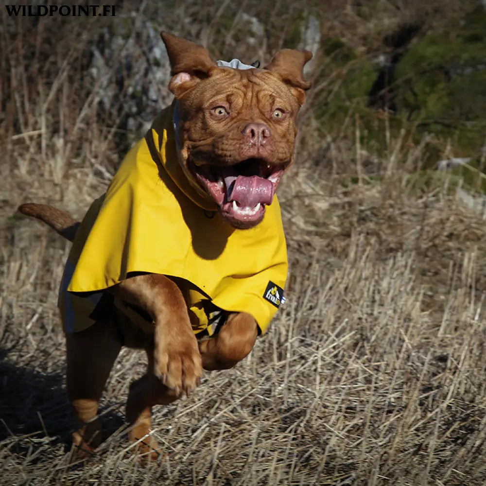 Kivalo koiran sadetakki niva