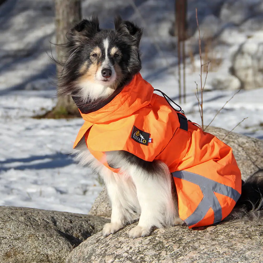 Kivalo koiran takki ohto - tuulipuku tuulipusakka - wildpoint outdoors retkeilyvarusteet verkkokaupasta