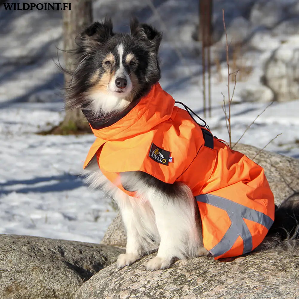 Kivalo koiran takki ohto