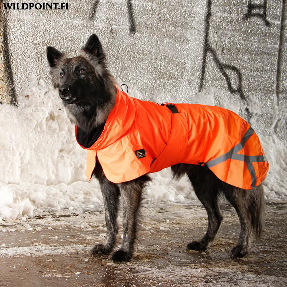 Kivalo koiran takki ohto