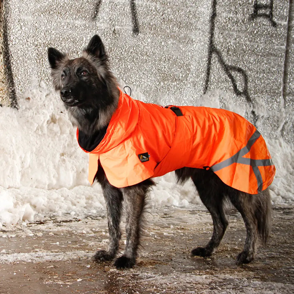 Kivalo koiran takki ohto - tuulipuku tuulipusakka - wildpoint outdoors retkeilyvarusteet verkkokaupasta