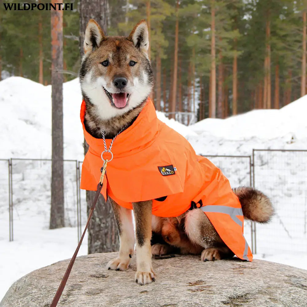 Kivalo koiran takki ohto