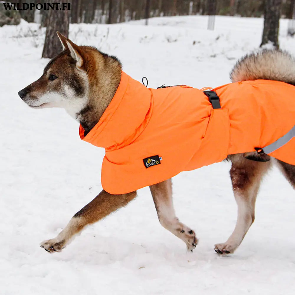 Kivalo koiran takki ohto