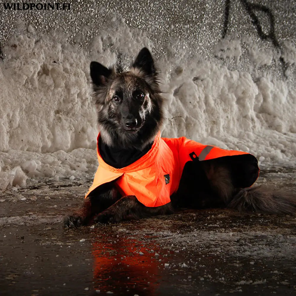 Kivalo koiran takki ohto