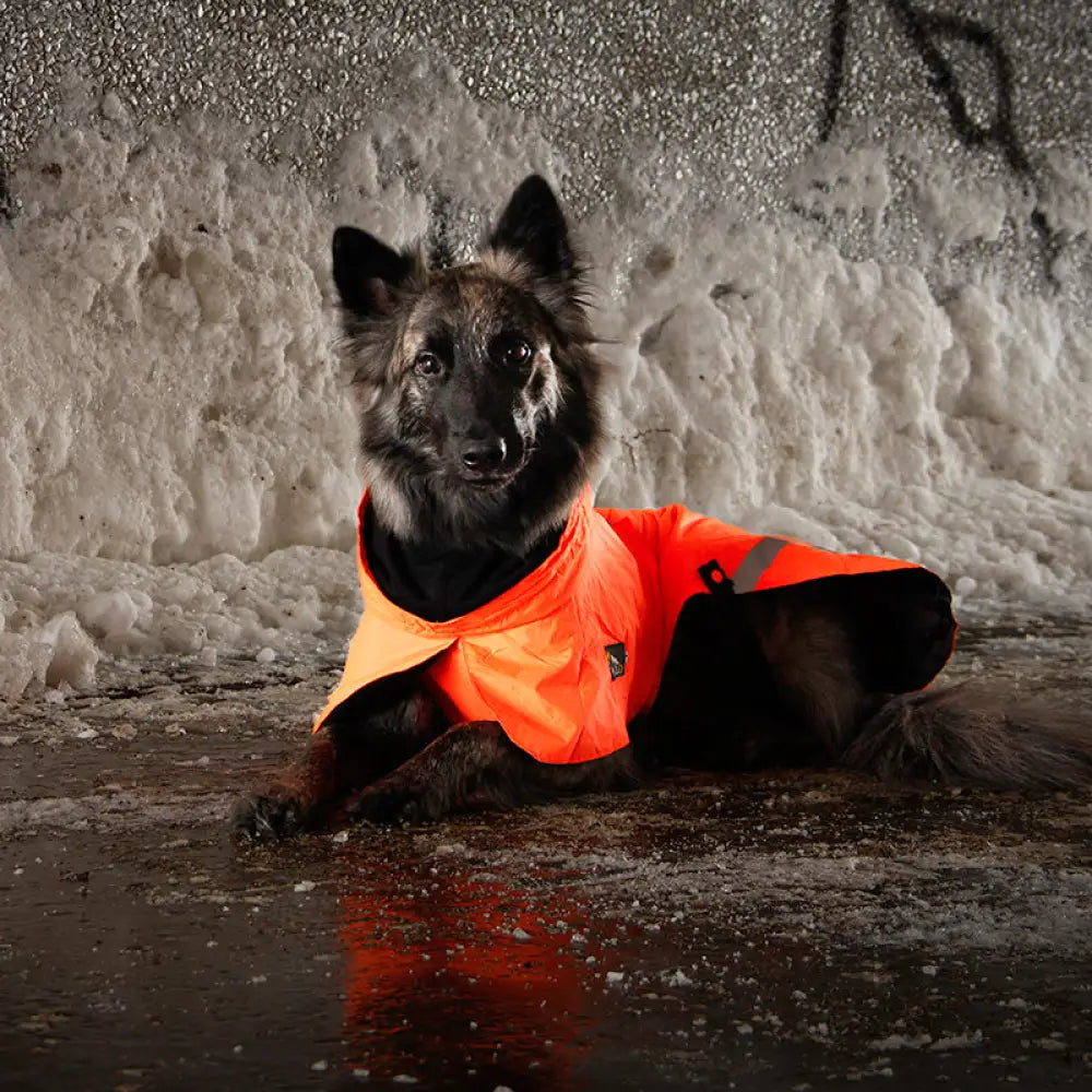 Kivalo koiran takki ohto - tuulipuku tuulipusakka - wildpoint outdoors retkeilyvarusteet verkkokaupasta