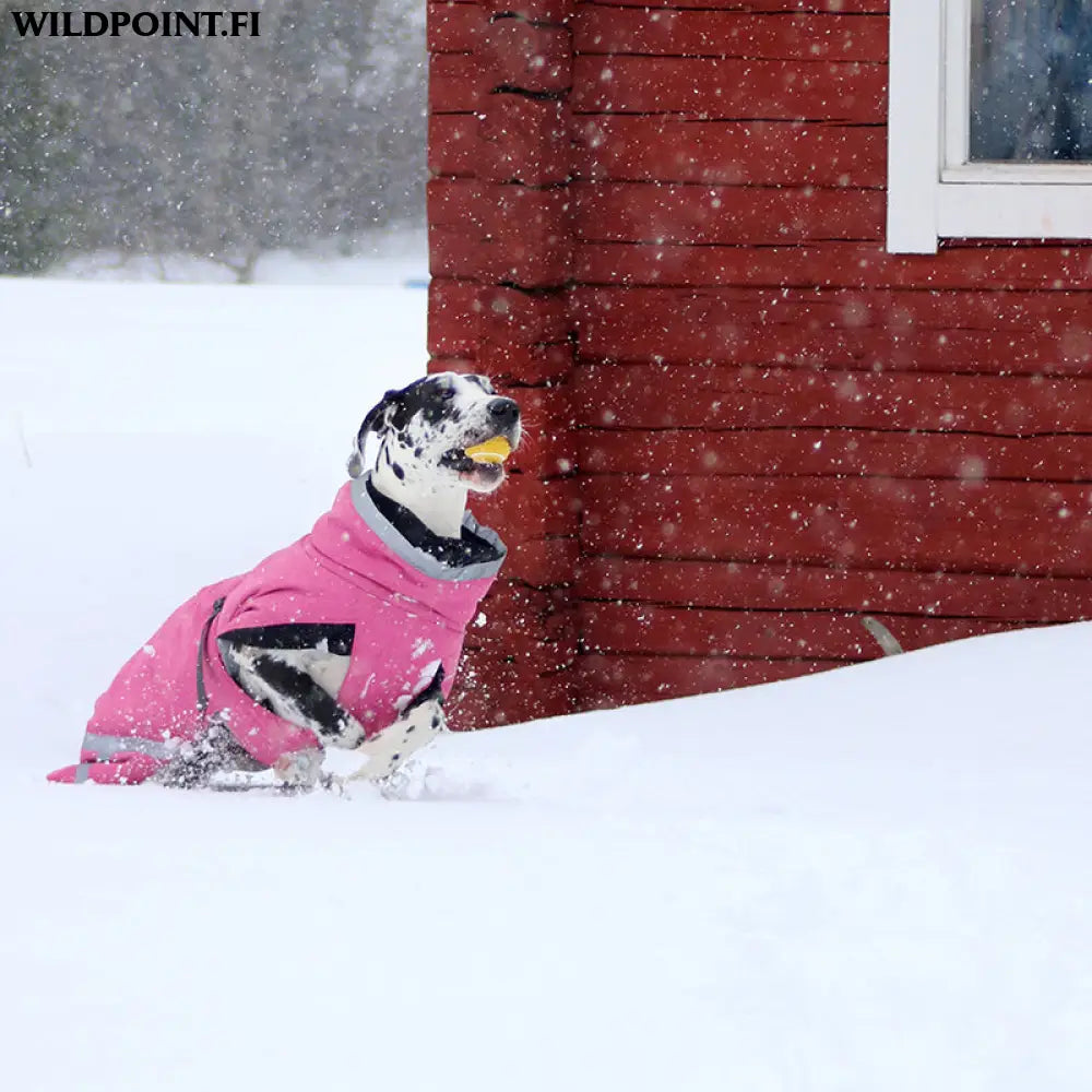 Kivalo koiran toppatakki luosto