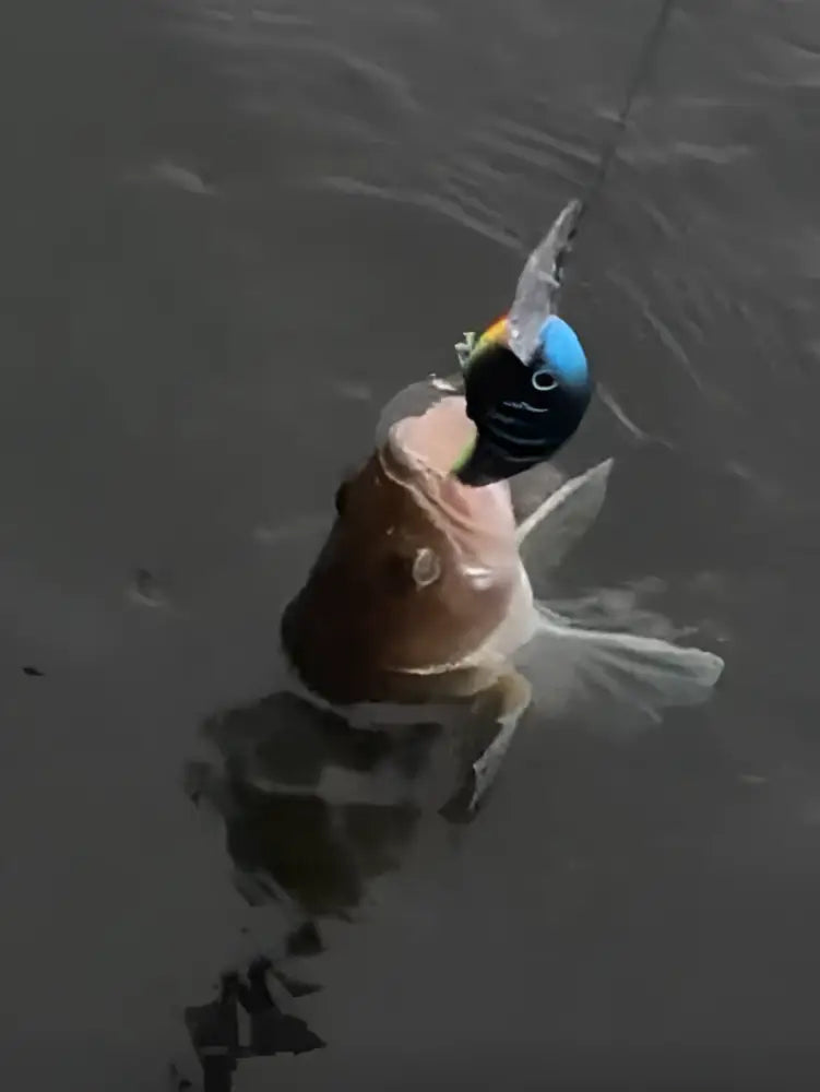 Mattamusta wobbler - pilvisen sään saalistaja 7cm 14g - kuhavaappu - retkeilyvarusteet verkkokaupasta 4,90 €