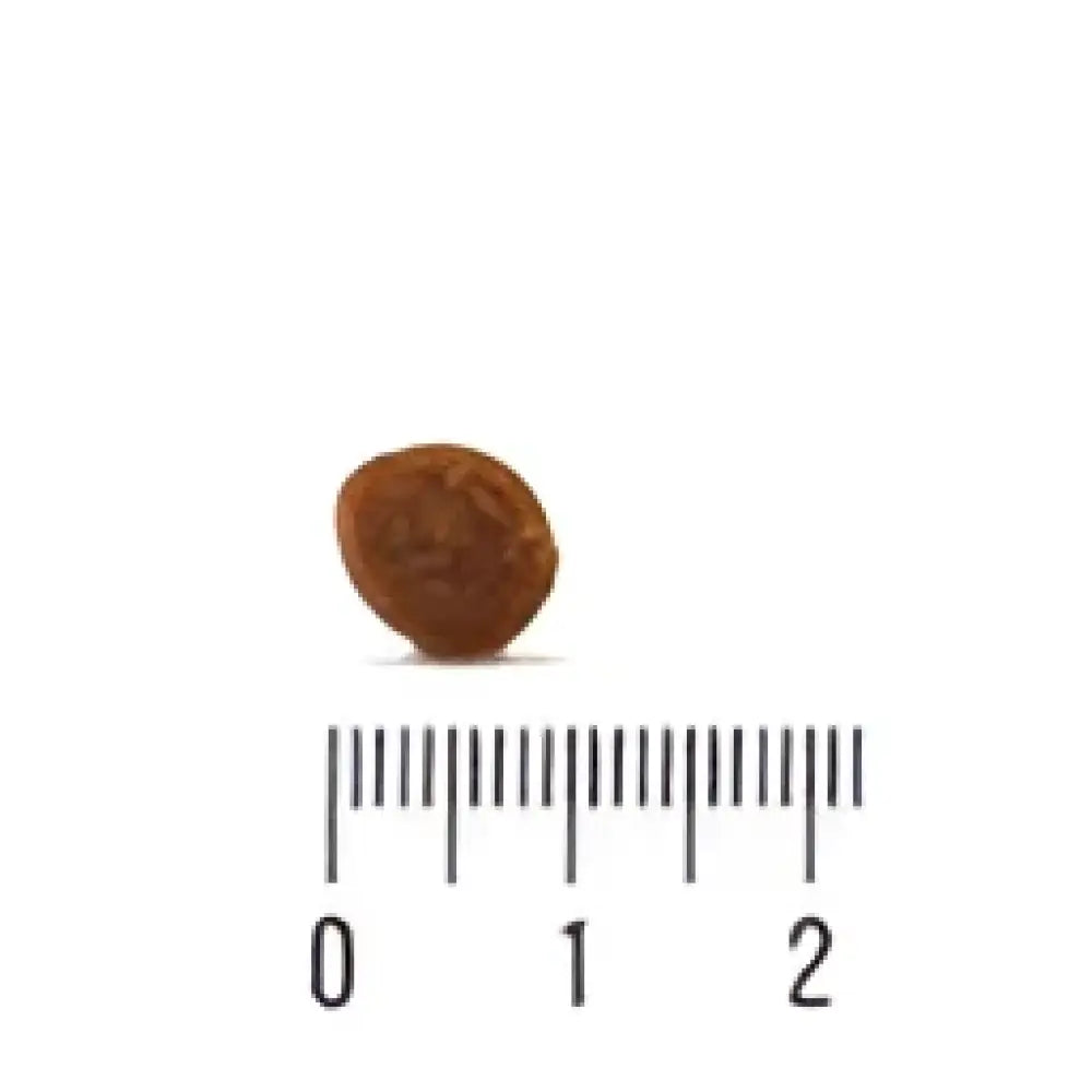 Two brown round beads of quattro cat adult sterilized dry food shown on a centimeter ruler for size reference