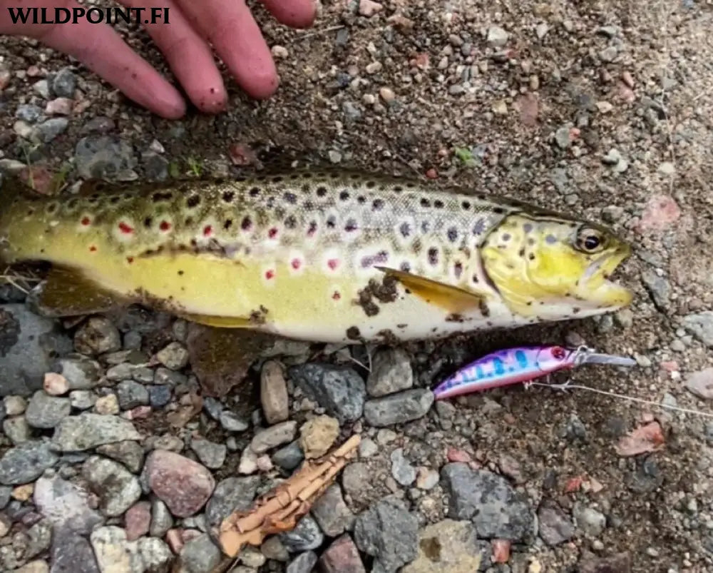 Wildpoint lilla 7cm 6g