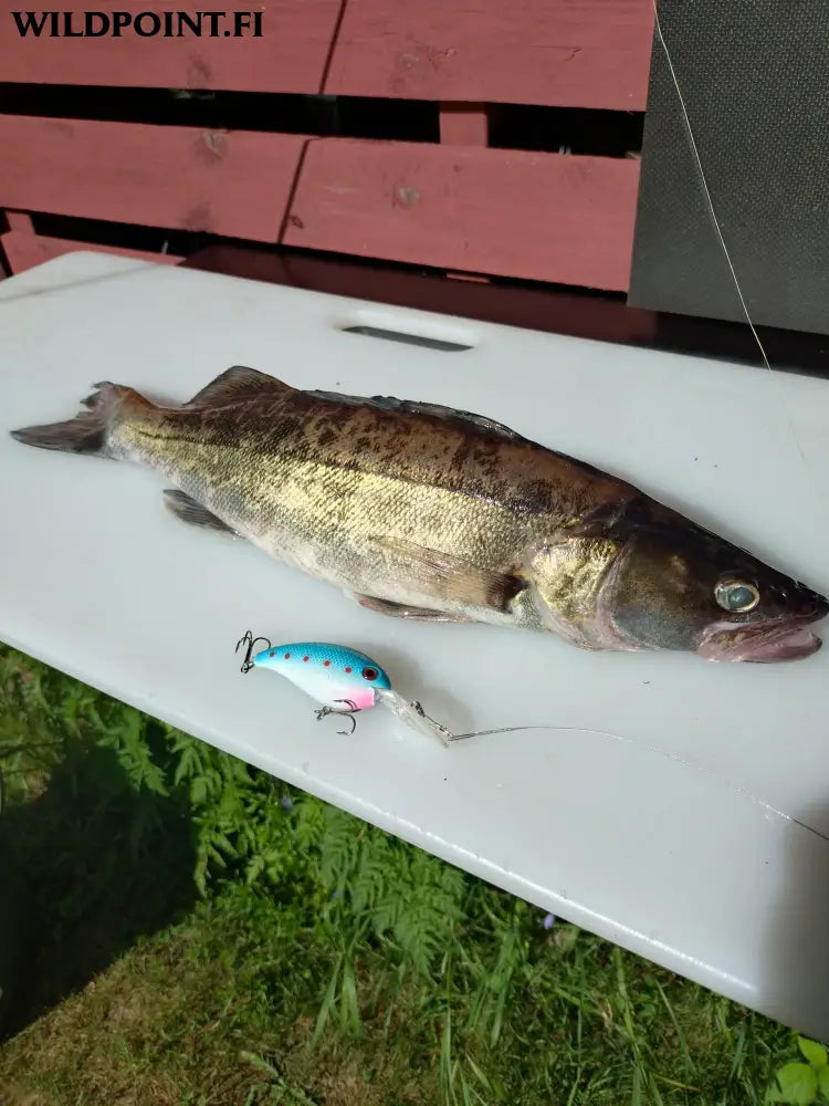 Wildpoint ottipoika 7cm 14g